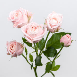 10x Rosa peach yo-yo 50cm