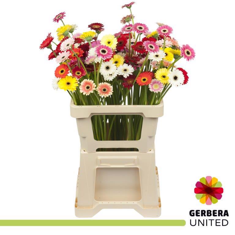 20x Germ.pic.crazy mix var. 50cm