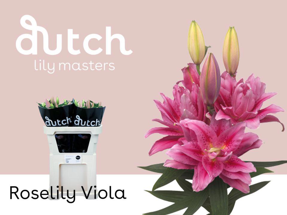 10x Lil.roselily viola du or 80cm