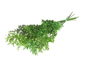 5x Dc ruscus bleached green 70cm