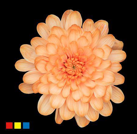 10x Chrysant altaj pastel orange 70cm