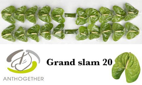 20x Anth.grand slam