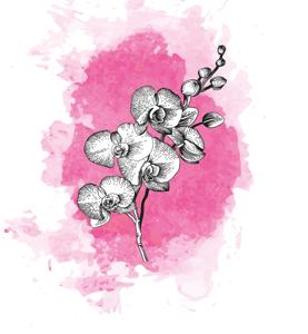 25x Phal. - roze
