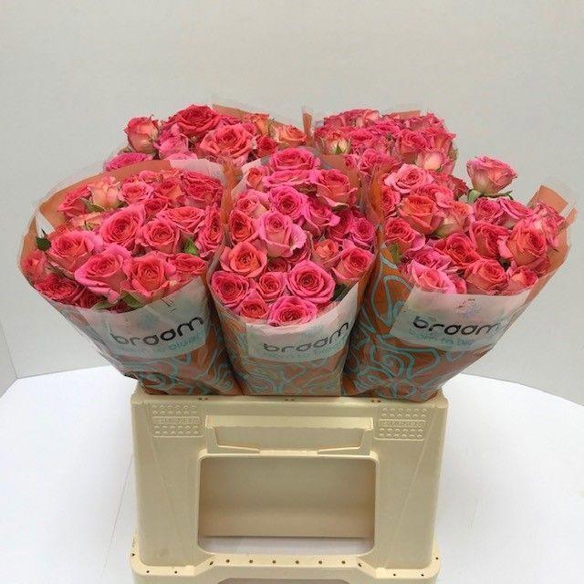 10x Rosa tr. chimo 40cm