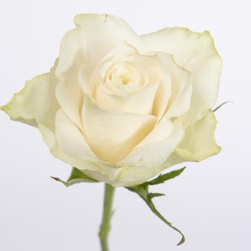20x Rosa athena 50cm