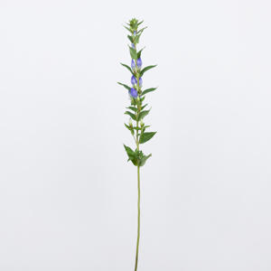 10x Gentiana blue sky 80cm