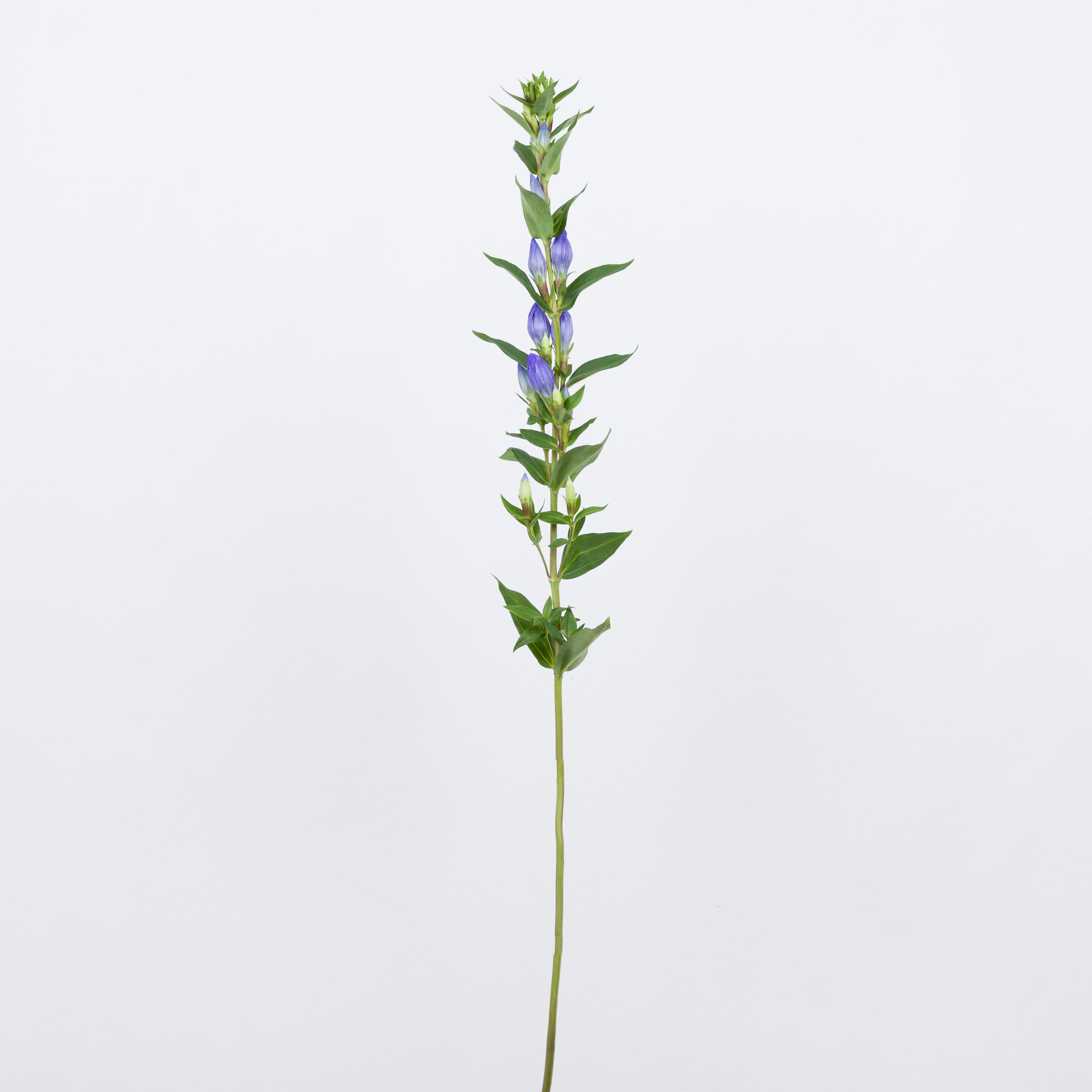 10x Gentiana blue sky 80cm
