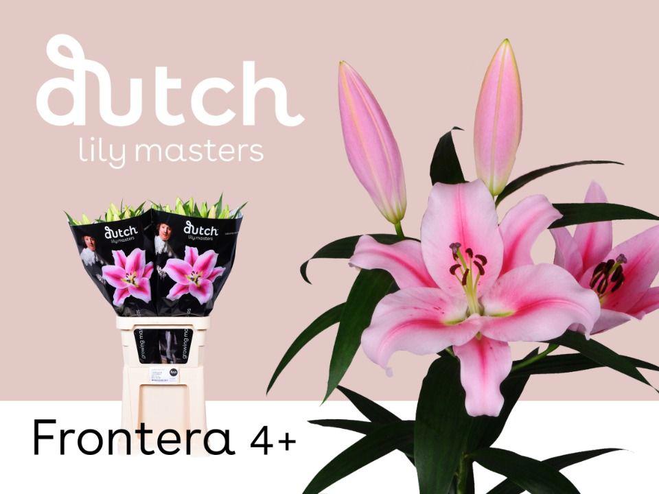 10x Lil.frontera or 80cm