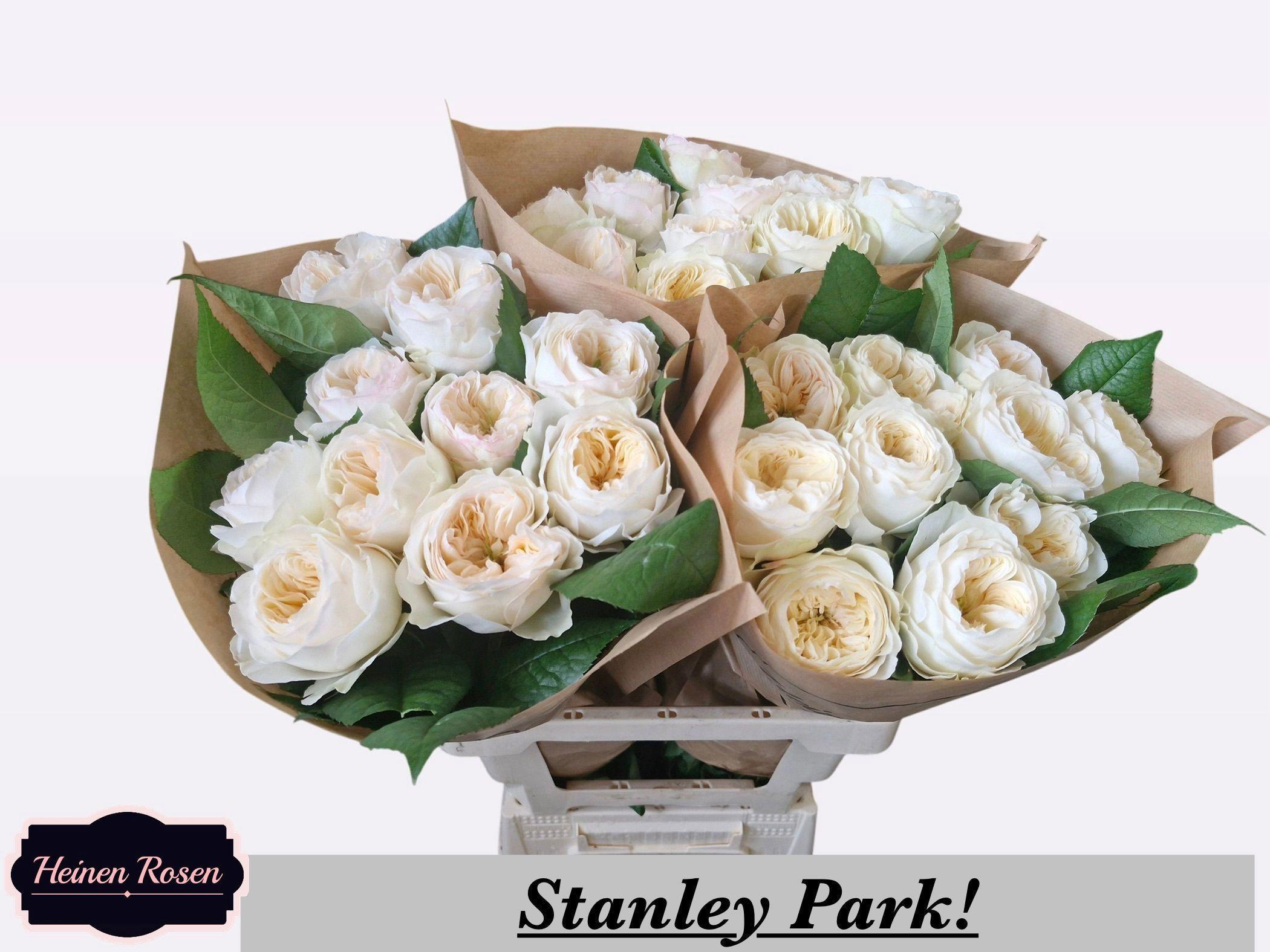 10x Rosa stanley park 50cm