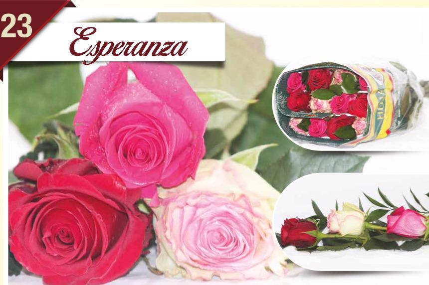 24x Rosa mix/bos hoja verde triett esperanza 50cm