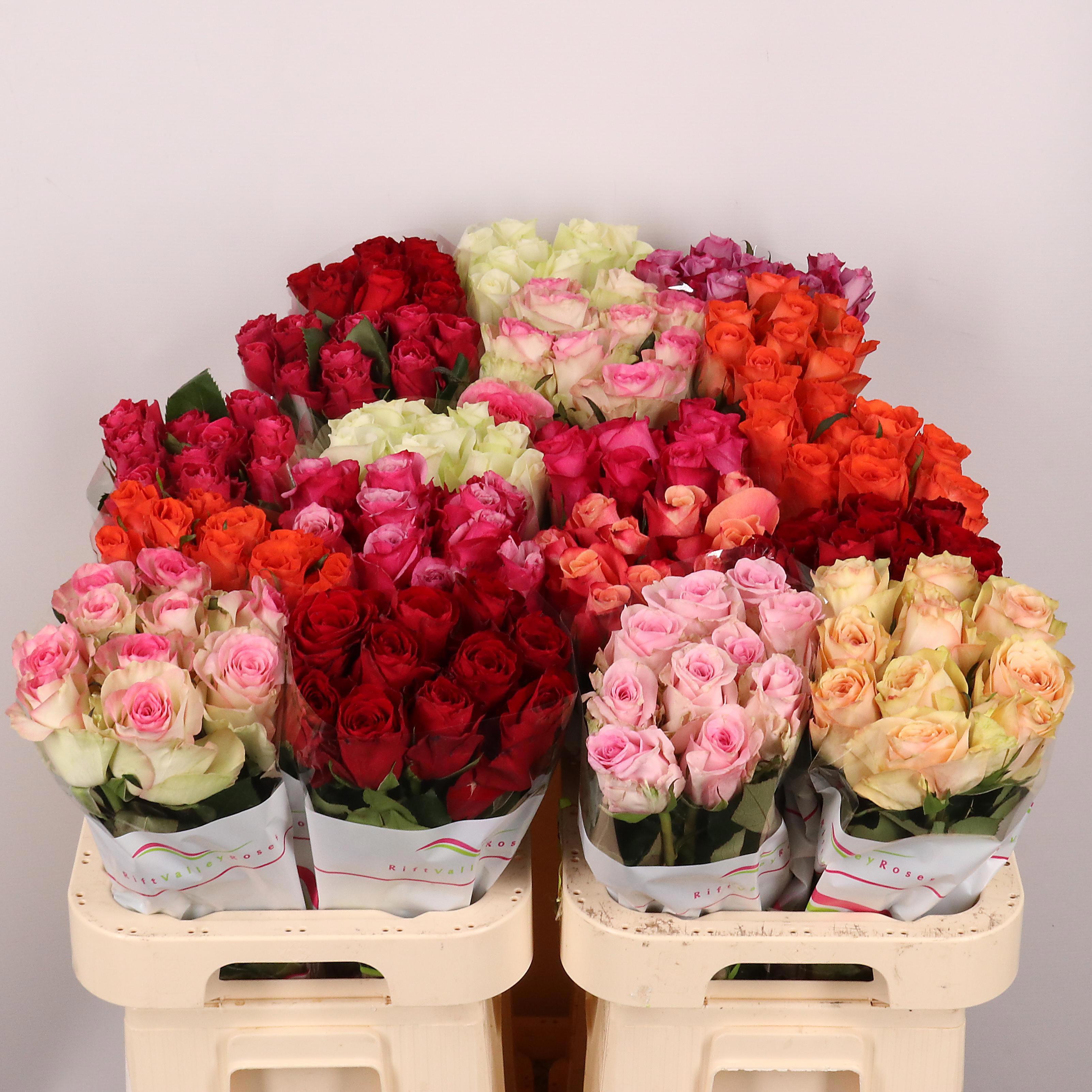 60x Rosa mix vast rift valley 60cm