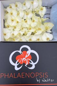 10x Phal. geel 80cm