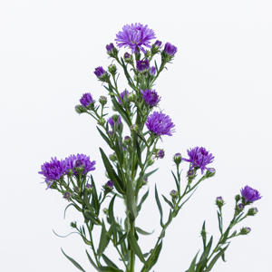 25x Aster astee dark milka 80cm