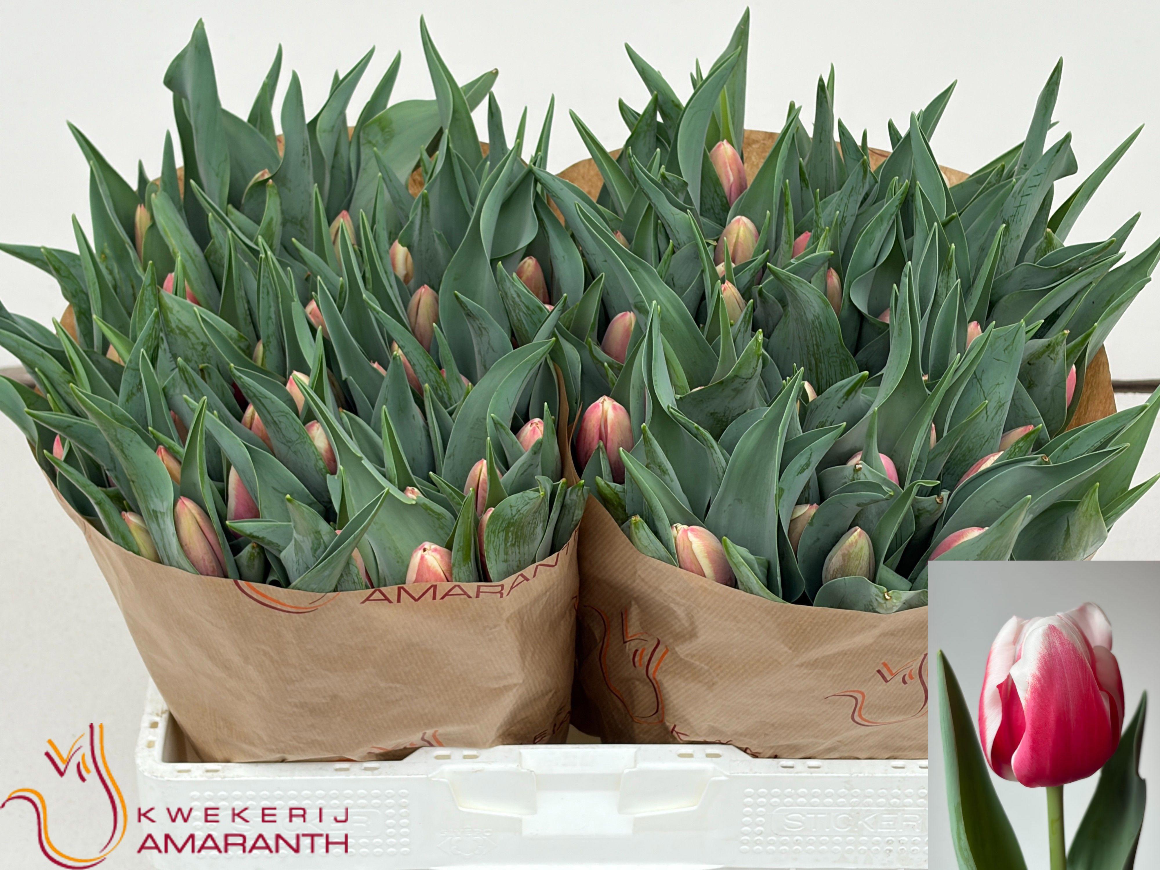 50x Tulipa lech walesa en 30cm