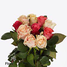 20x Rosa mix/bos tacazzi+ 50cm