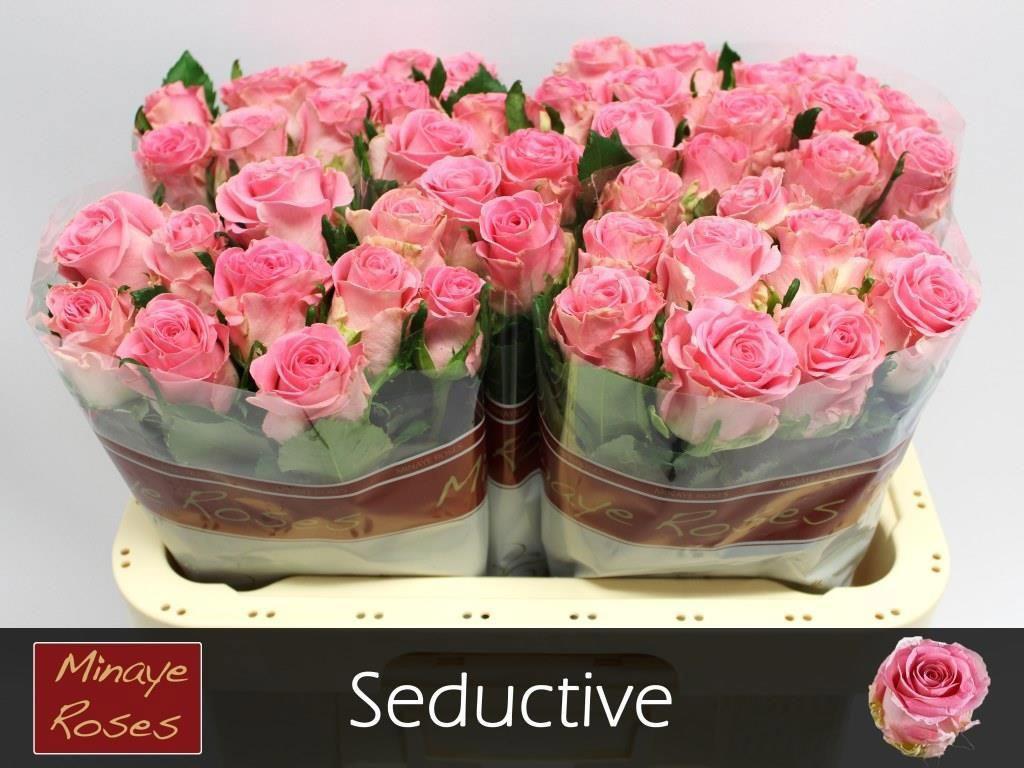 20x Rosa seductive 60cm