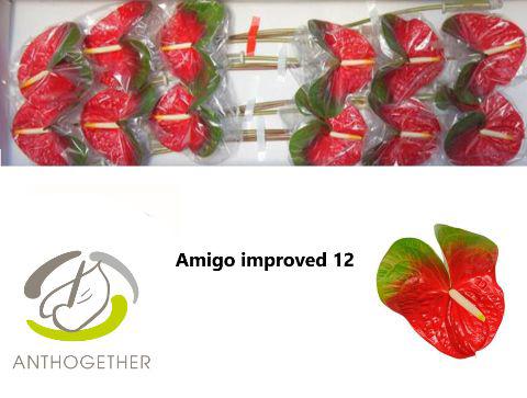 12x Anth.amigo improved 10cm
