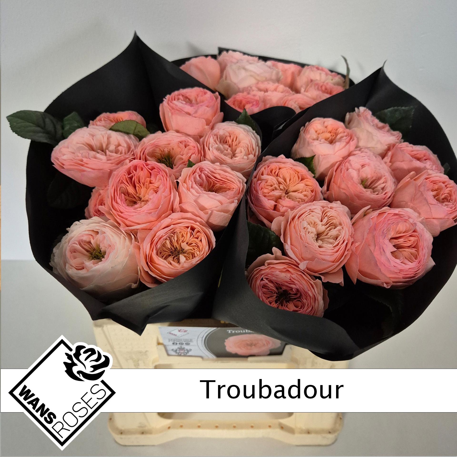 10x Rosa troubadour 40cm