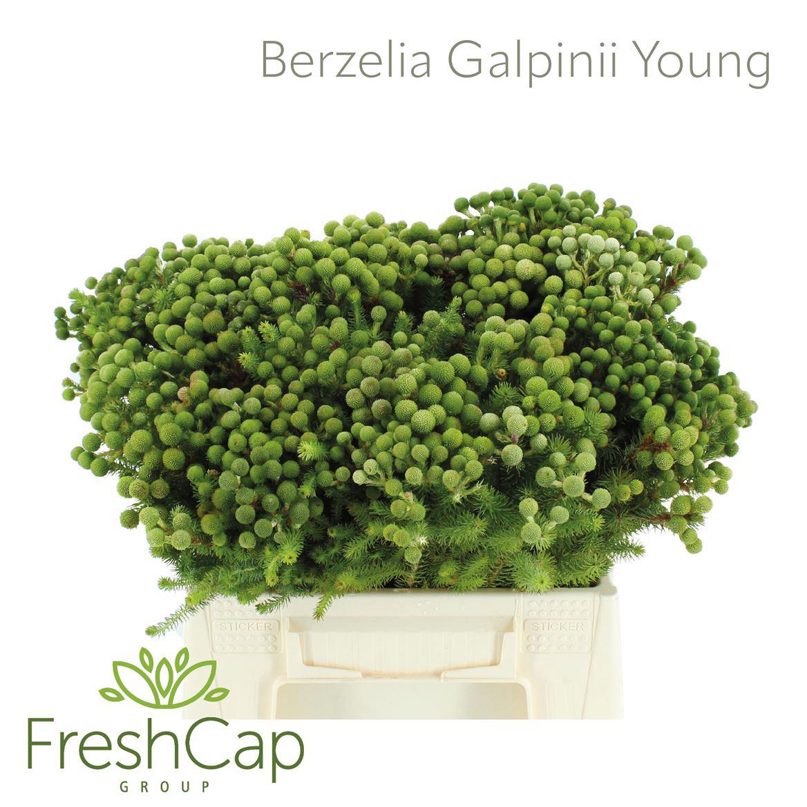 10x Pg berzelia galpinii baubles 40cm