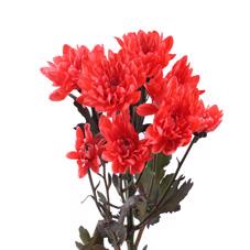 10x Chrysant baltica rood 60cm