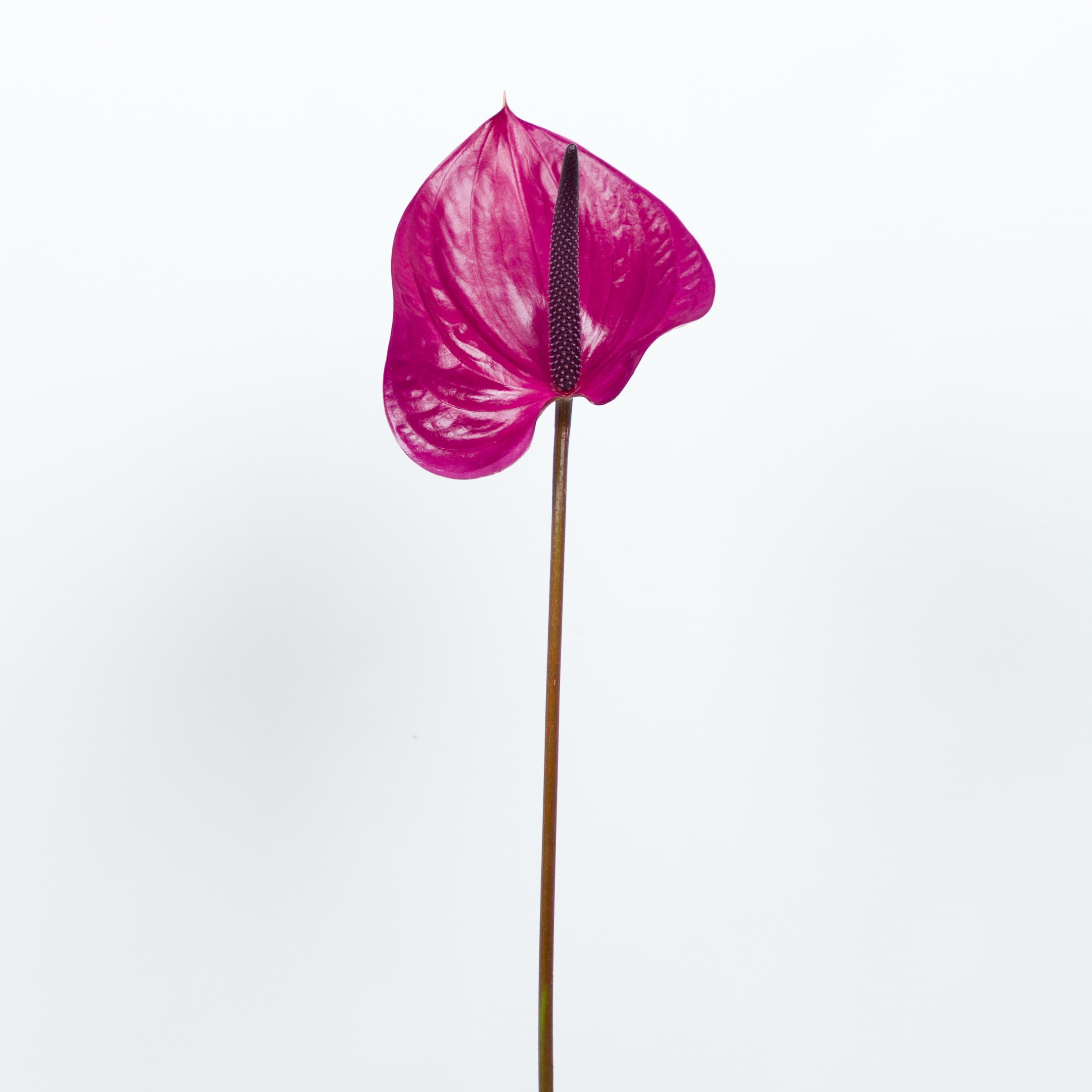 12x Anth.maravilla 10cm