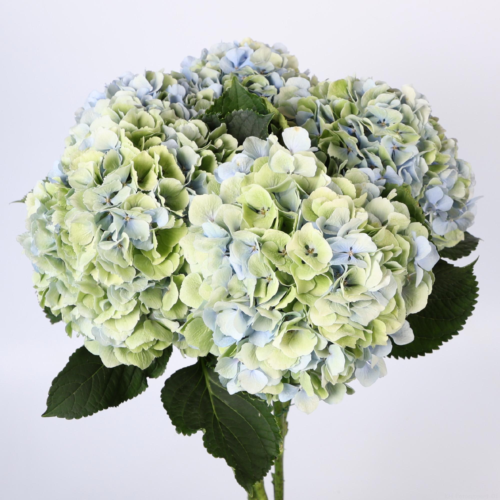 10x Hydr.verena blauw classic 80cm