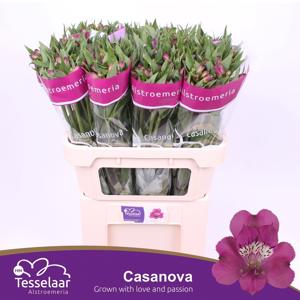 10x Alstroemeria casanova 70cm