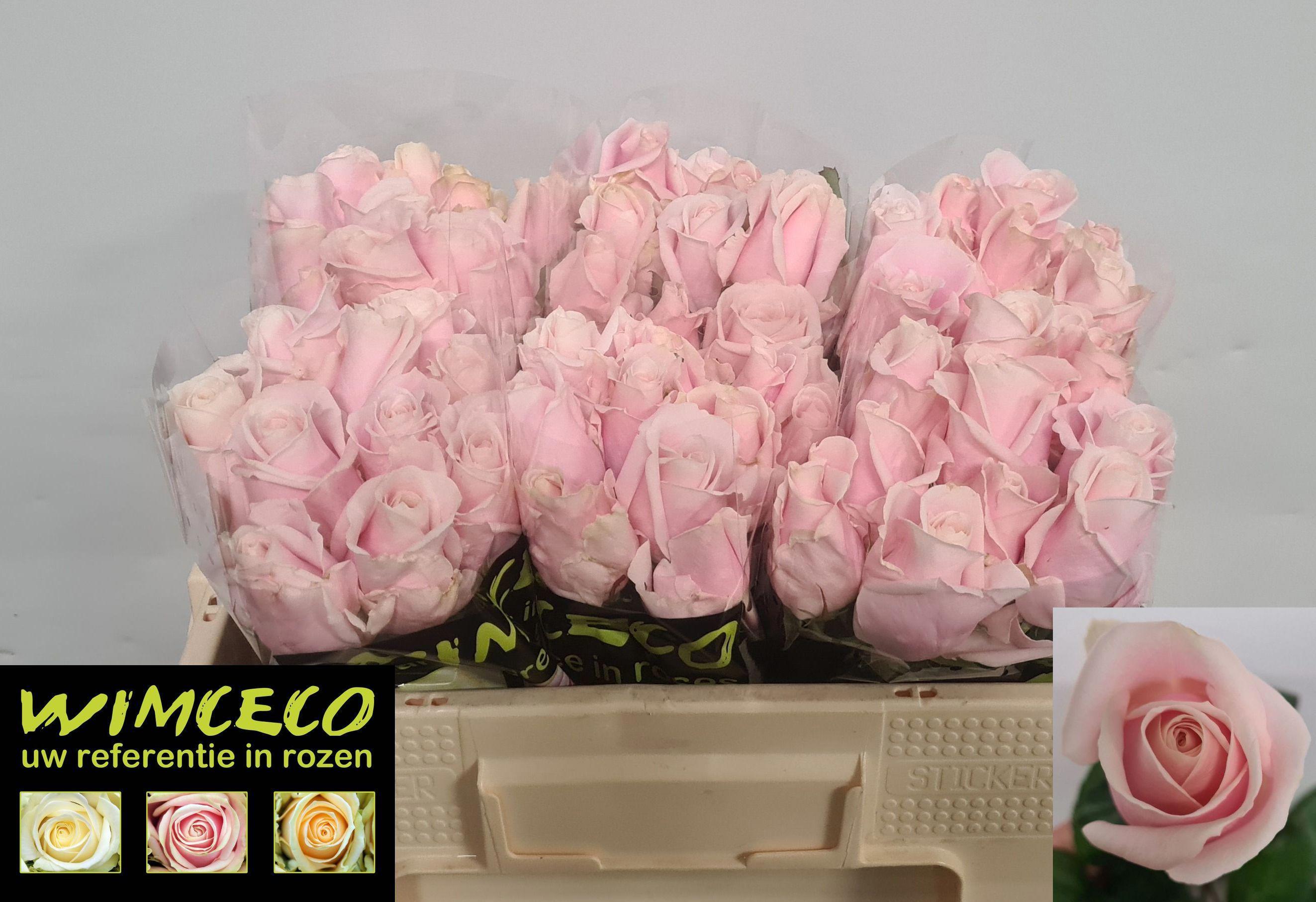 10x Rosa sweet avalanche+ 40cm