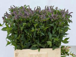 20x Mentha tigra 60cm
