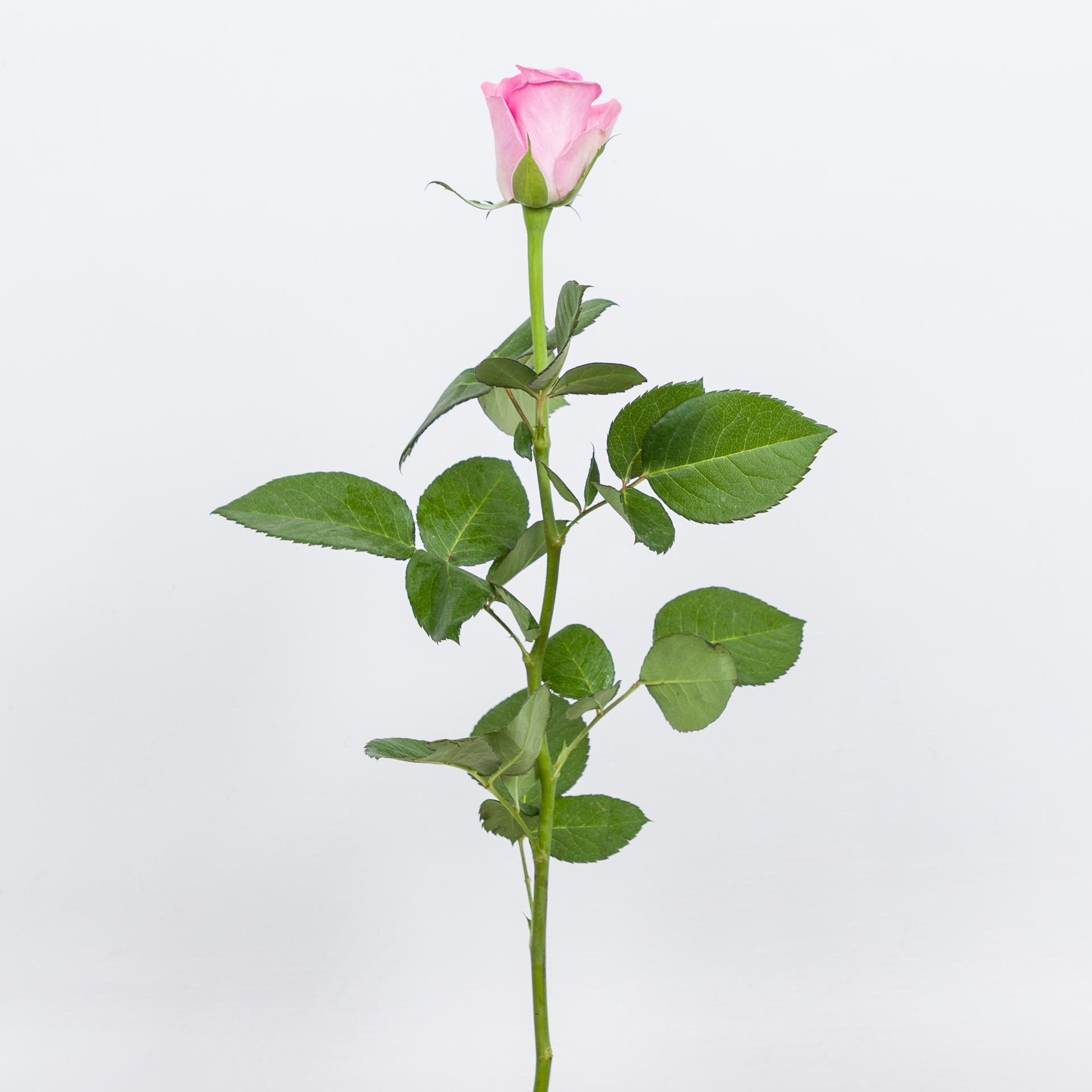 20x Rosa aqua! 60cm