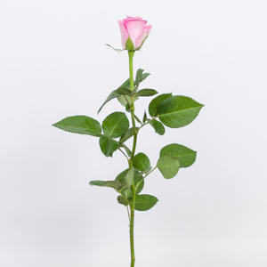 20x Rosa aqua! 40cm