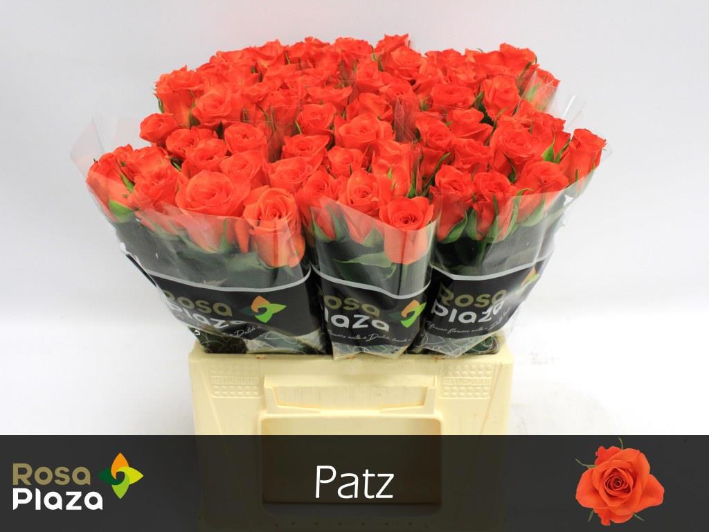 20x Rosa patz 40cm