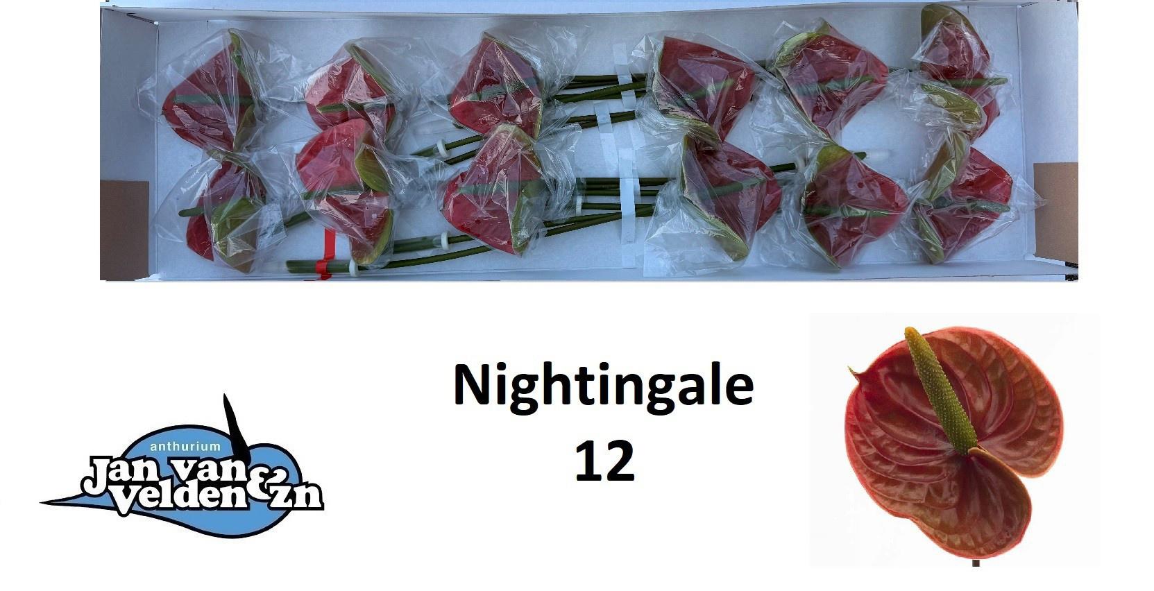 12x Anth.nightingale 10cm
