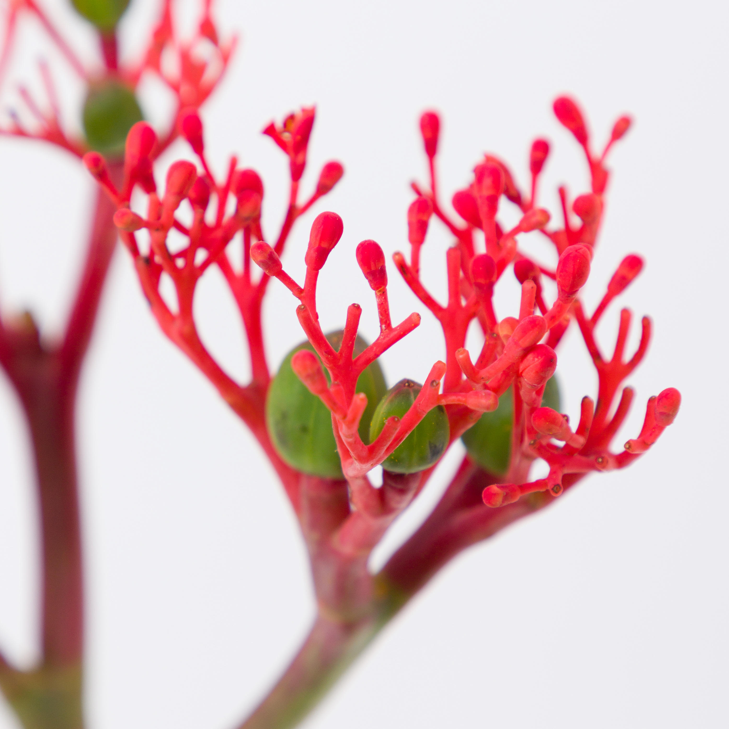 10x Jatropha firecracker 40cm