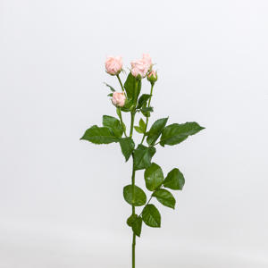 10x Rosa peach yo-yo 50cm