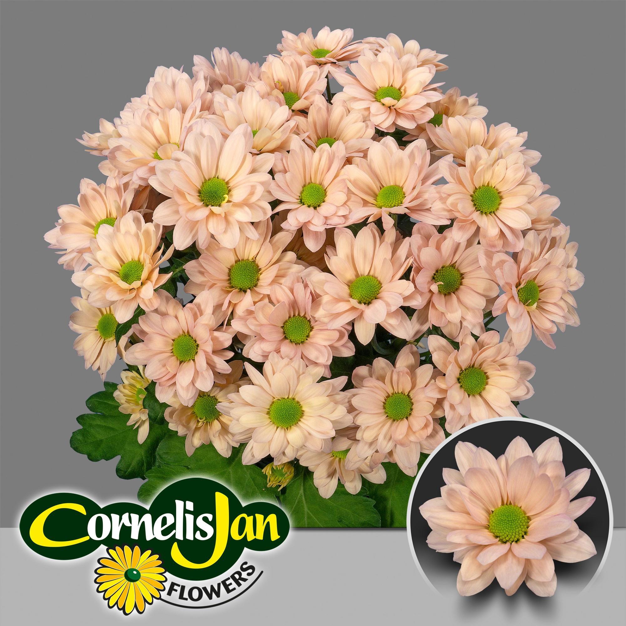 10x Chrysant resq peach 70cm