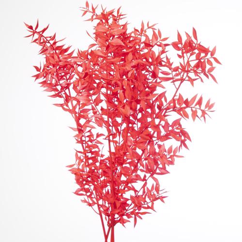 5x Dc ruscus bleached red 70cm