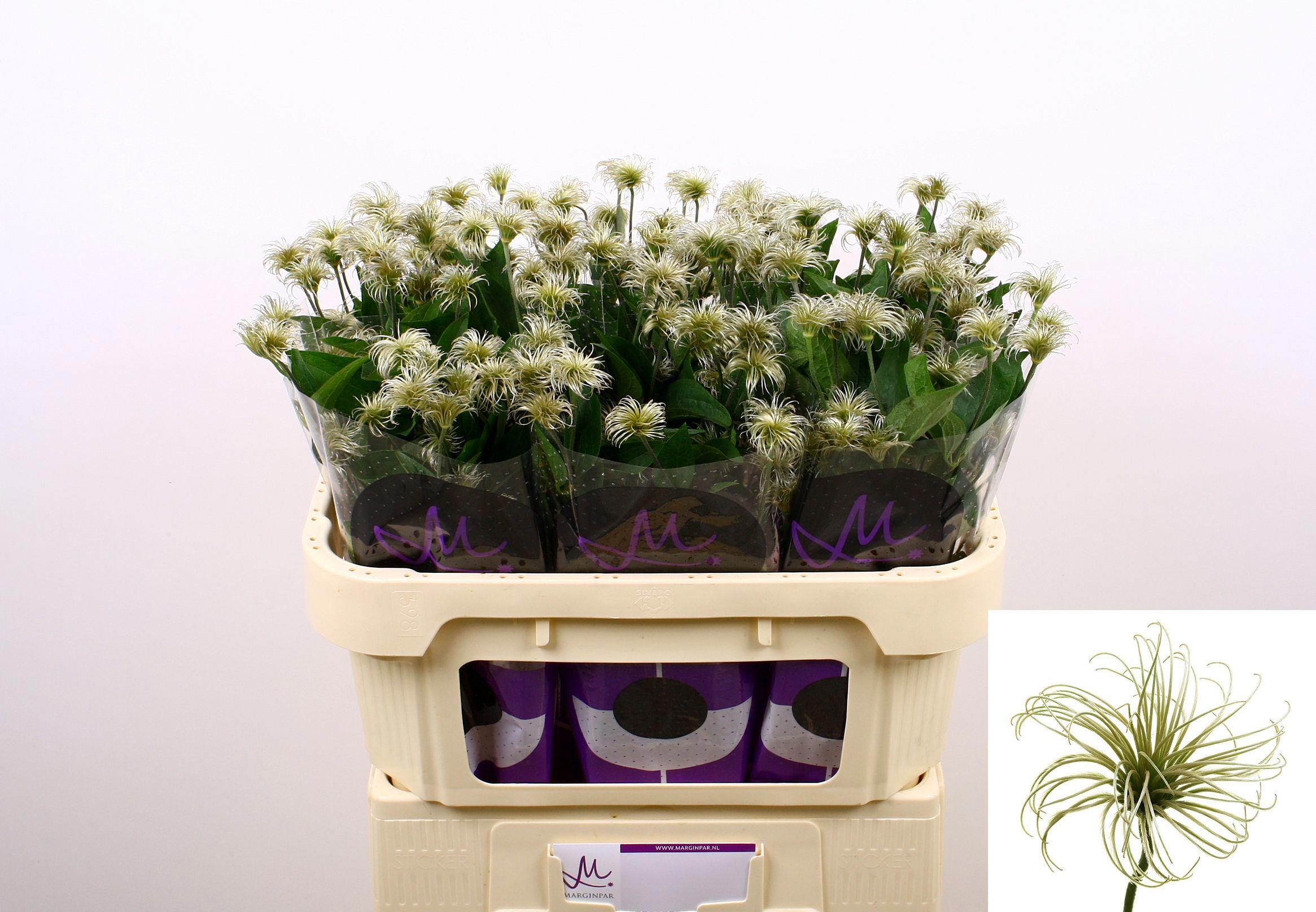 10x Clematis amazing kibo 70cm