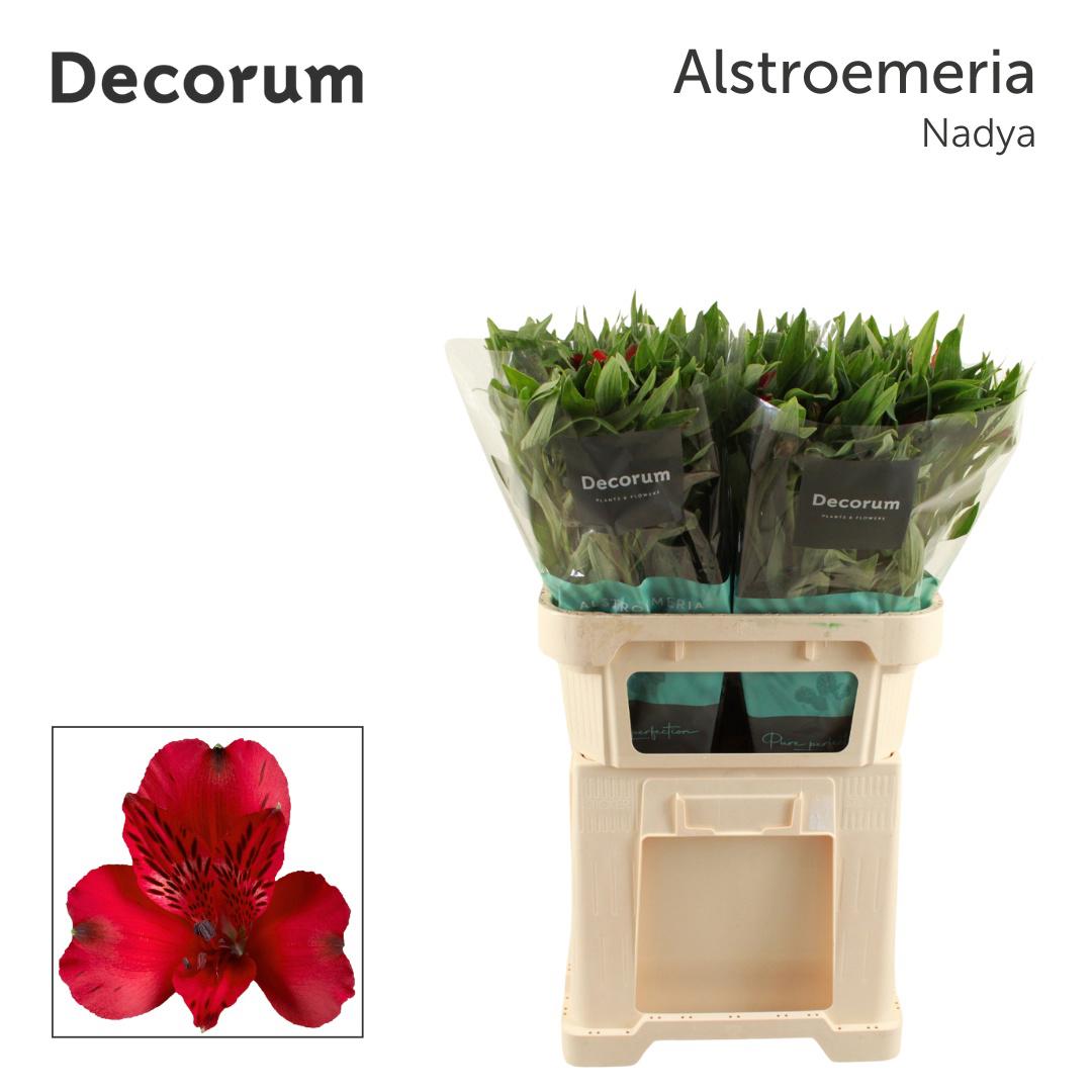 10x Alstroemeria nadya 70cm