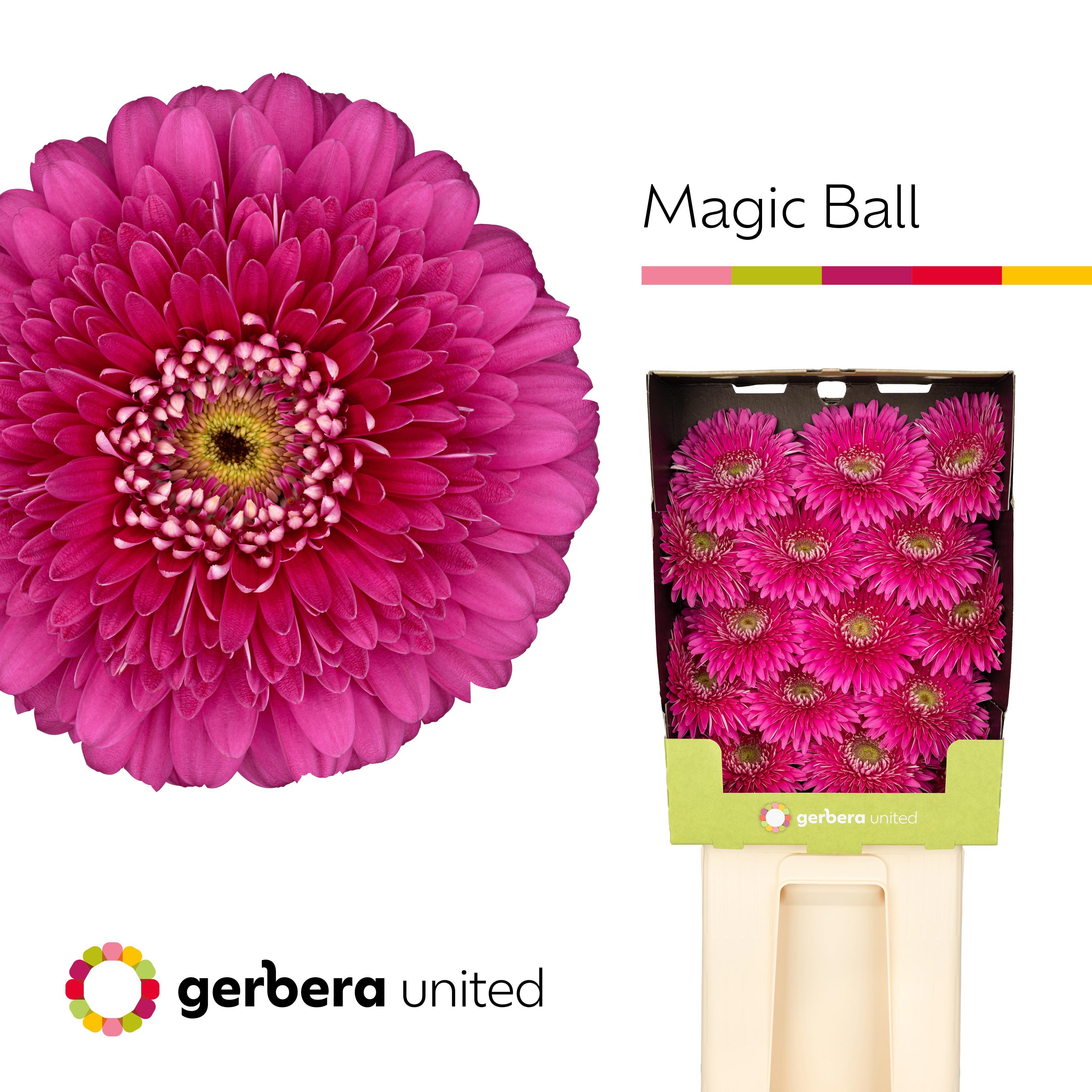 15x Gerb.magic ball 70cm