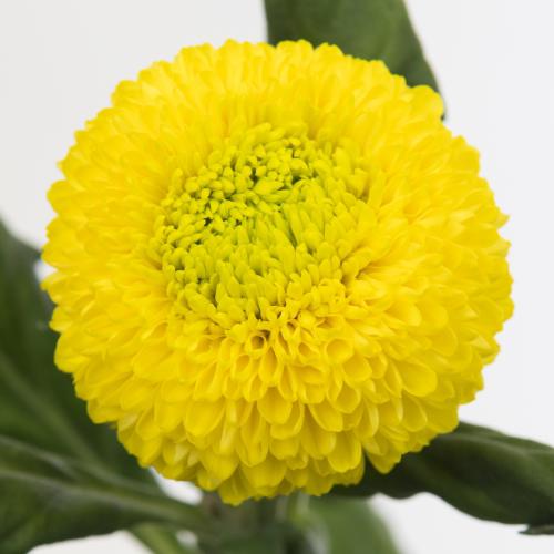 10x Chrysant golden ping pong g 80cm