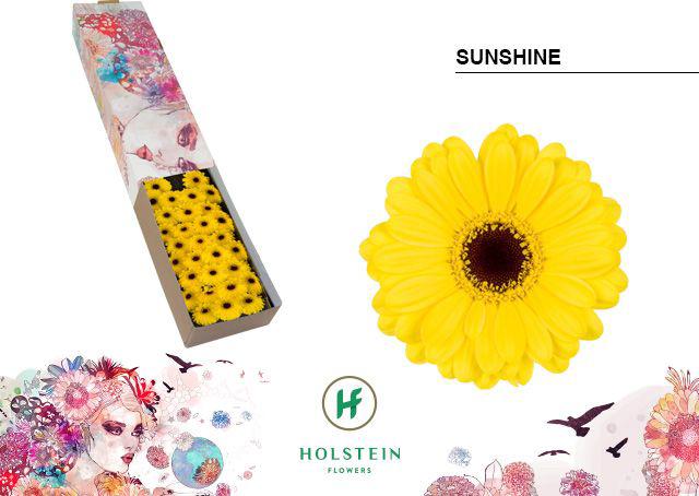60x Germ.sunshine 40cm