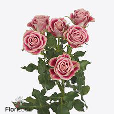 10x Rosa flinders lane 50cm