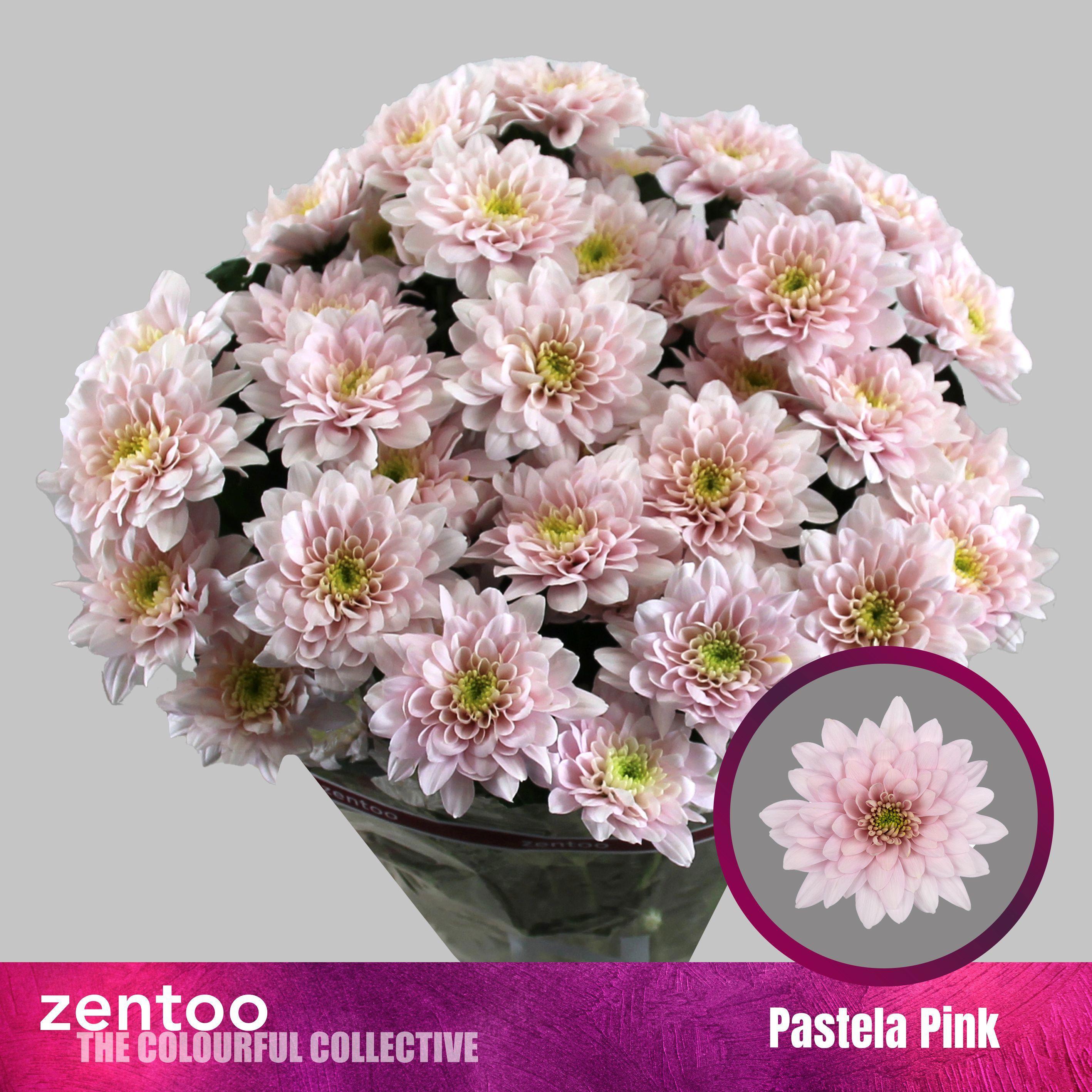 10x Chrysant pastela pink 70cm
