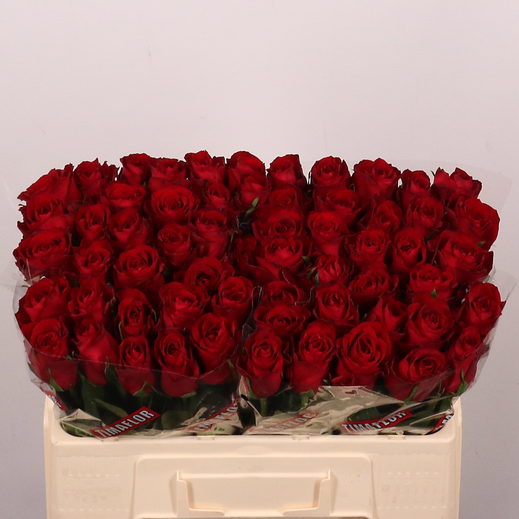 20x Rosa madam red 50cm