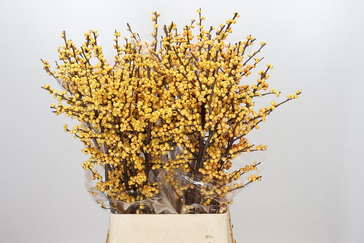 5x Ilex citronella 80cm