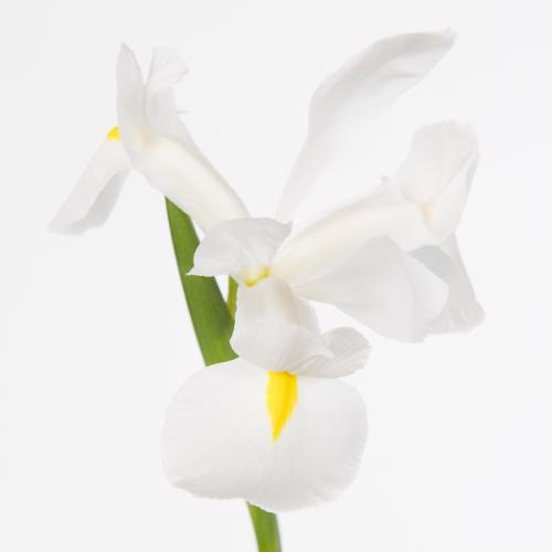 50x Iris casablanca 60cm