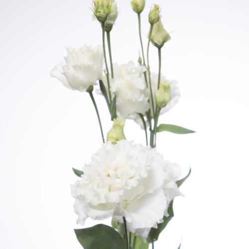 10x Eust.celebrich white du 70cm