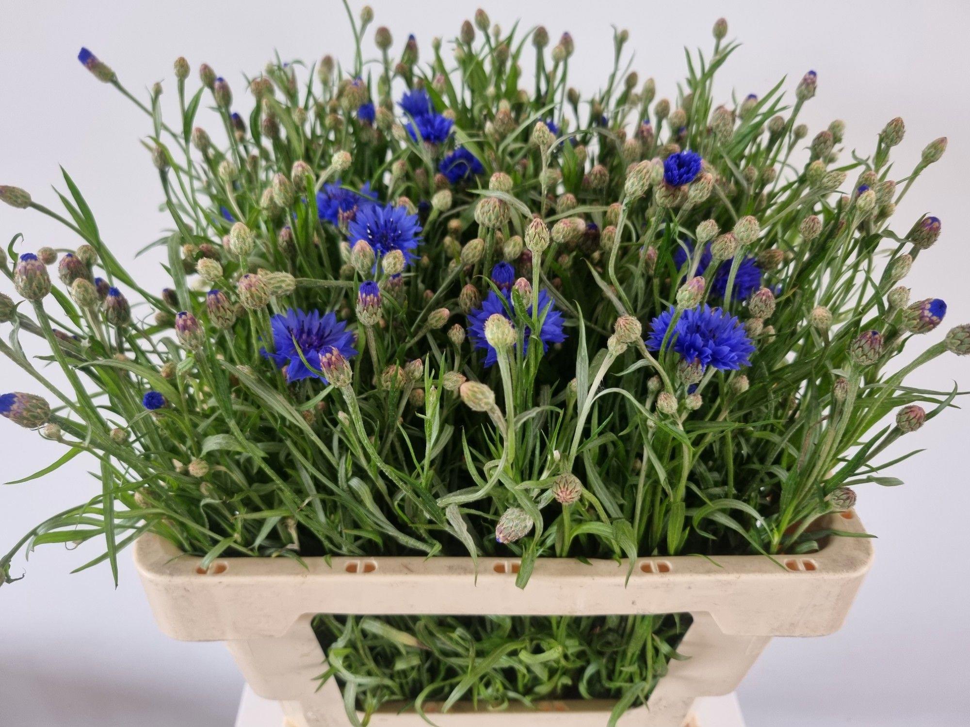 40x Centaurea cyanus 50cm