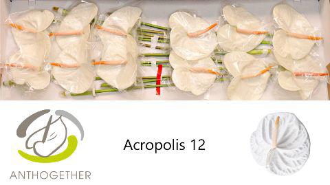 12x Anth.acropolis 10cm